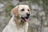 LABRADOR 854